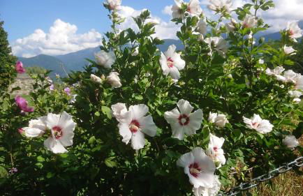 Casa delle Rose - Foto 43