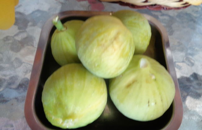 Menina Farm - Photo 61