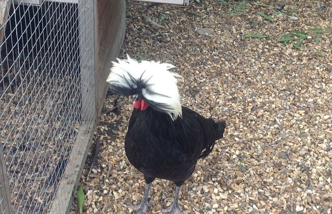 Willow Court Farm - Foto 80