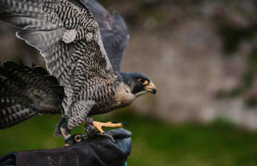 Shieldaig Lodge Hotel - Foto 46