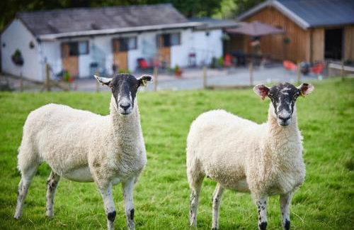 Newlands Farm Stables - Foto 6