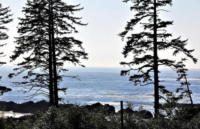 Pacific Rim Retreat - Photo 21