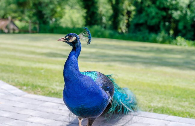 Geoff's Rest, Pond Hall Farm, Hadleigh - Foto 9