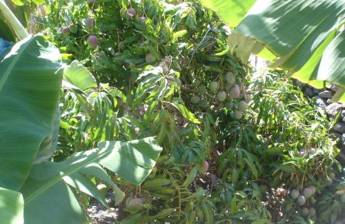 Goyo Gomera Apartments - Foto 69