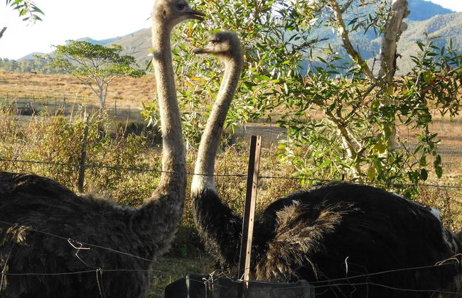 La Petite Ferme - Foto 11