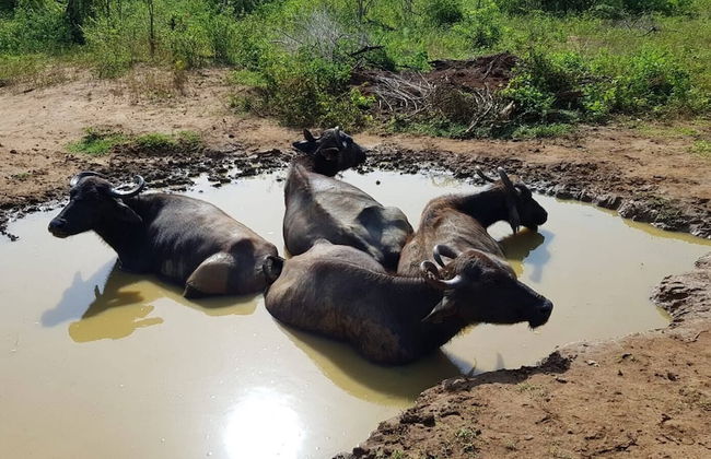 Residence Kuruniyavilla - Photo 72