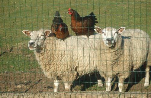 Fancornio Rural - Photo 18