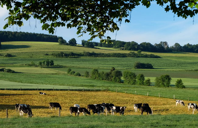 1 bedroom Apartment in Schönecken with garden and terrace - Photo 42