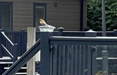 New Forest holiday lodge - Foto 11