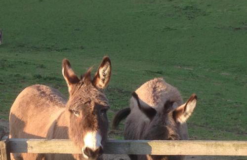 Rose Cottage - Foto 19