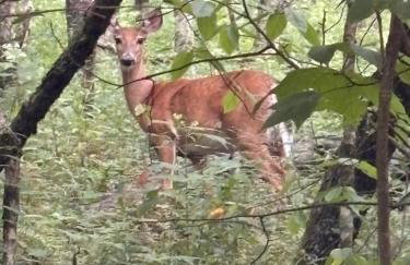 Rocky Top Mountain Getaway - Foto 54