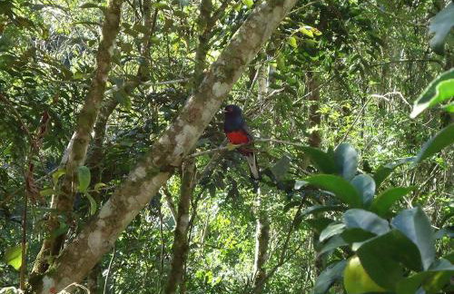 Alugo minha casa na floresta! - Foto 10