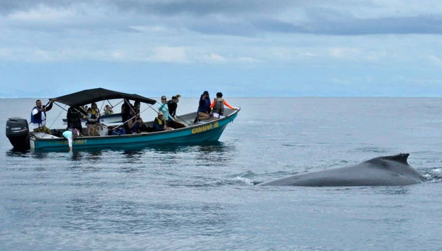 Whale Watching in Bahía Solano - Foto 3