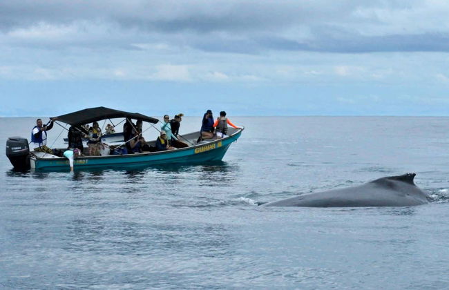 Whale Watching in Bahía Solano - Foto 3