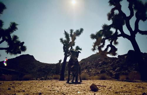 Epic Views, Huge House, Acres of J-Trees to explore, Hot Tub, Pool, AC, and Mini-Golf - Foto 75