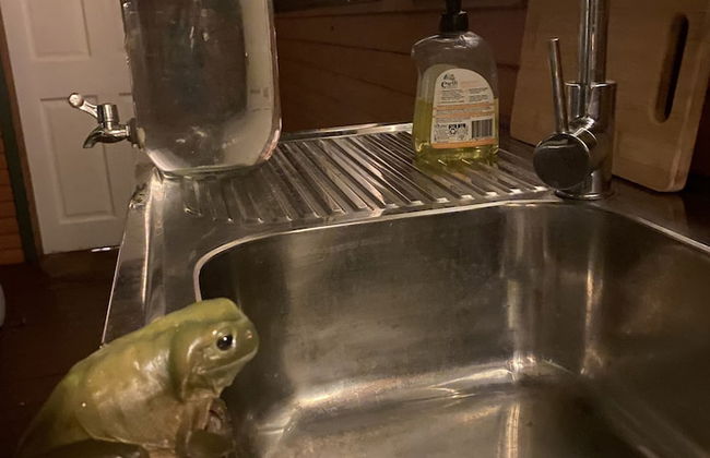 Nimbin Waterfall Retreat - Photo 17