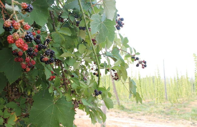 Hopyard View Farm - A Farm Experience in Ashland - Foto 25