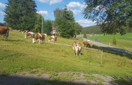 Appartement Rehblick - Foto 55