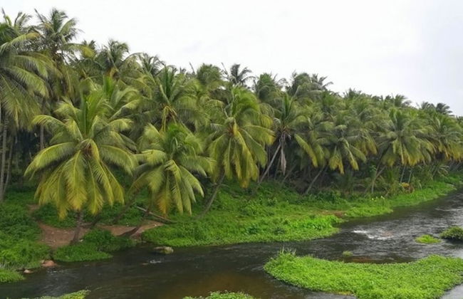Room in Lodge - Royal Cottage, Anaimalai Multiple Room - Foto 13