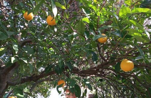 Rooms Grapevine - Foto 27