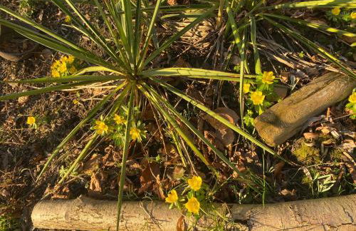 Altes Pastorenhus - Land und Meer - Foto 42