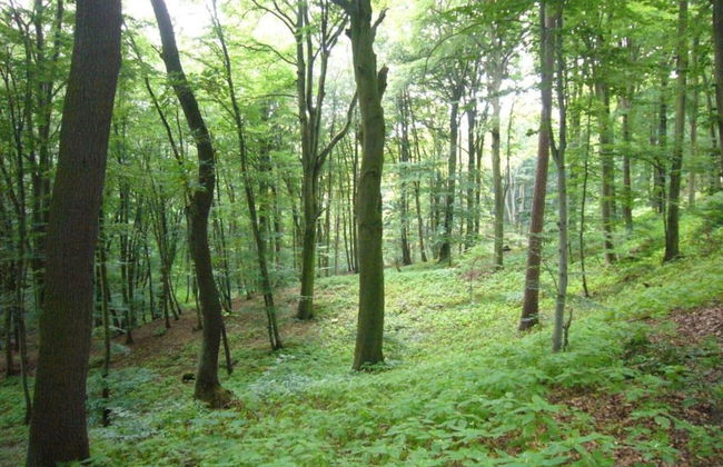 Kurzurlaub in Bockswiese, Hahnenklee - Foto 24