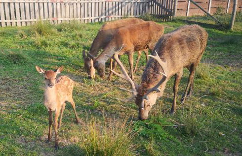 Noclegi Święta Katarzyna ,, Pod Jeleniami "prawdziwymi - Foto 37
