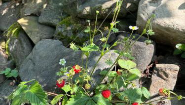 Dom Na Wzgórzu - Foto 5