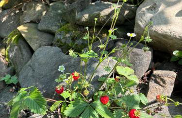 Dom Na Wzgórzu - Foto 5