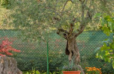 Studio APP Luka-We love nature. - Foto 7