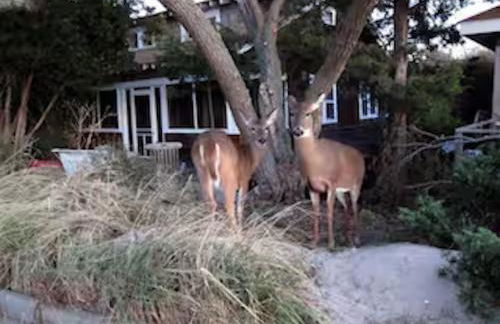 Chill Fire Island Beachfront Cottage with Amazing Bay and Sunset Views, Perfect Location in Fair Harbor - Foto 47