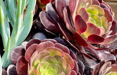 A Murella - maison de vacances à Oletta en Corse - Foto 76