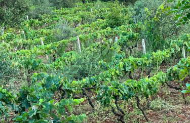 Trullo in vigna - Foto 41