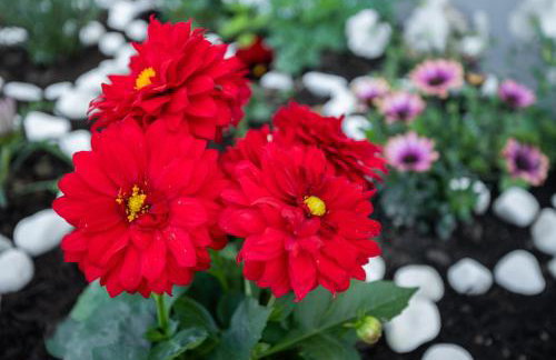 S&V Luxury Apartment - Photo 26