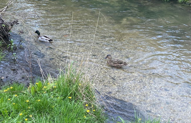 Oxfordshire Village Cottage With Private Garden - Foto 17