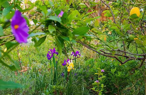 Olive Lemon Biophilic House & Lush Forest Garden - Foto 47