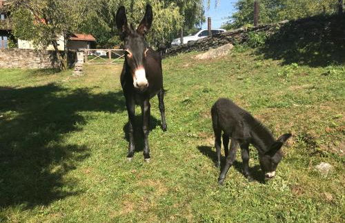 Il Ciliegio Selvatico - Foto 11