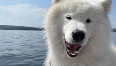 Cottage 4 - Queen and Full Beds Child Loft w 2 Twins Private Bath Kitchenette Pets Allowed Fee applies - Foto 2, pet friendly