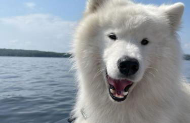 Cottage 7 - Stand Alone Queen Bed Child Loft w Twin Private Bath Kitchenette Pets Allowed Fee applies - Foto 5