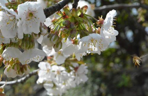 La terra dei ciliegi tra l'Etna e il mare di Taormina - Foto 55