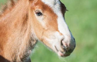 Chatka Milkowska - Foto 35