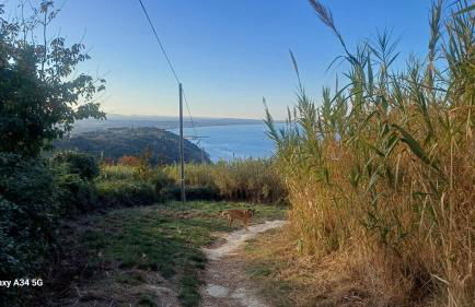 pavone bianco - Foto 16