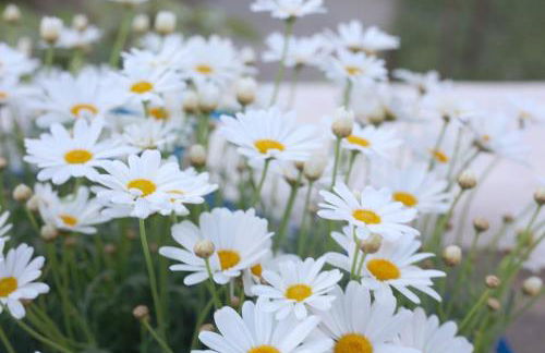 Ti an Aod Beachfront Stone Cottage Sleeps 10 OI Collection Rentals - Foto 25