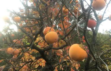 Welcome in Toscana - Foto 39