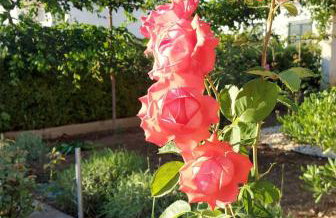 Apartments Jeličić - Foto 66