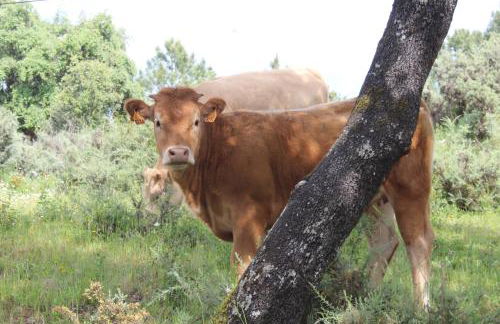 Nature Space Jabugo - Foto 21