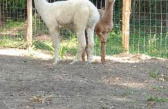 maison au calme avec piscine - Foto 32
