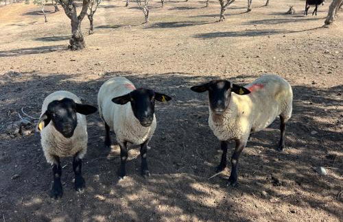 Herdade Terra rica - Photo 80