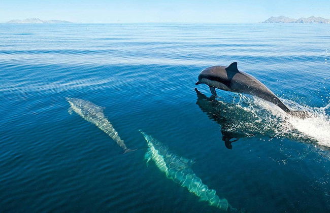 Musandam Fjords Cruise - Photo 7