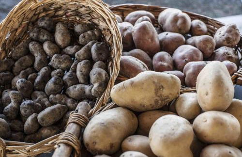 Azienda Agrituristica Alcastlè - Foto 46